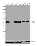 LKB1 Monoclonal Antibody (B.593.0)