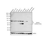 WNT5A Monoclonal Antibody (G.307.7)