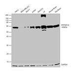 PPP2R1A Antibody in Western Blot (WB)
