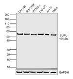 SUFU Monoclonal Antibody (T.482.4)