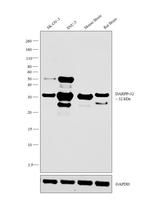 DARPP-32 Monoclonal Antibody (K.935.4)
