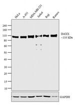 DAXX Antibody in Western Blot (WB)