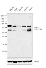 TCF7L2 Monoclonal Antibody (E.998.2)