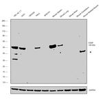 VASP Antibody in Western Blot (WB)