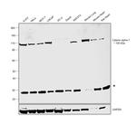 Catenin alpha-1 Monoclonal Antibody (J.783.6)