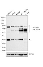 PKC zeta Monoclonal Antibody (S.228.2)