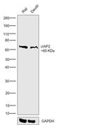 cIAP2 Monoclonal Antibody (J.391.2)