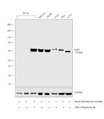 EGR1 Antibody in Western Blot (WB)