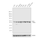 NCK1 Monoclonal Antibody (K.349.1)