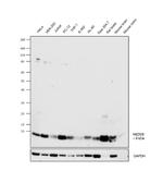 NEDD8 Antibody in Western Blot (WB)