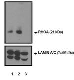 RhoA Antibody in Western Blot (WB)