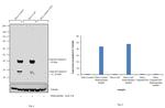 Caspase 8 (Cleaved Asp391) Antibody