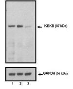 IKK beta Monoclonal Antibody (J.414.5)