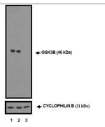 GSK3B Monoclonal Antibody (E.948.2)