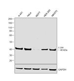 c-Jun Monoclonal Antibody (T.731.6)