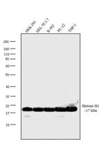 Histone H3 Monoclonal Antibody (E.960.2)