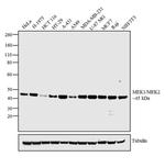 MEK1/MEK2 Monoclonal Antibody (E.901.7)