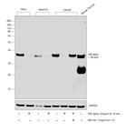 IkB alpha Monoclonal Antibody (F.4.4)