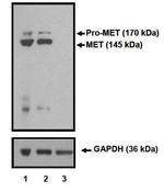 c-Met Monoclonal Antibody (K.845.5)