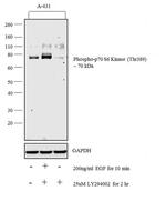Phospho-p70 S6 Kinase (Thr389) Monoclonal Antibody (R.566.2)