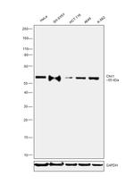 Chk1 Monoclonal Antibody (2G1D5)