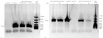 p53 Antibody in ChIP Assay (ChIP)