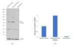 p53 Antibody in Western Blot (WB)