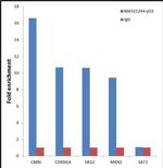 p53 Antibody in ChIP Assay (ChIP)