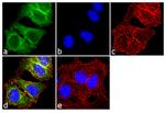 p53 Antibody in Immunocytochemistry (ICC/IF)