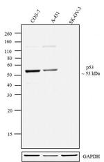 p53 Antibody in Western Blot (WB)