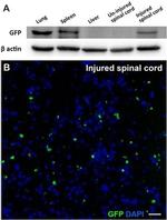 GFP Antibody in Western Blot (WB)