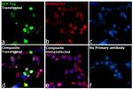 GFP Monoclonal Antibody (GF28R), DyLight™ 680