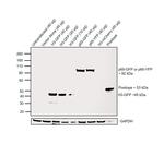 GFP Monoclonal Antibody (GF28R)