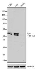 Lyn Antibody in Western Blot (WB)