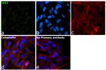 YES1 Monoclonal Antibody (2F3E6)