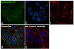 Cytokeratin 19 Antibody in Immunocytochemistry (ICC/IF)