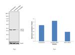 Cytokeratin 19 Antibody