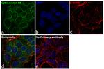 Cytokeratin 19 Antibody in Immunocytochemistry (ICC/IF)