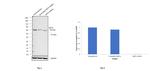 Cytokeratin 5 Antibody in Western Blot (WB)