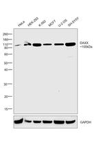 DAXX Antibody in Western Blot (WB)