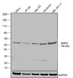 BMP-4 Monoclonal Antibody (10F4B4)