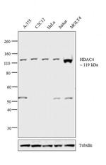 HDAC4 Monoclonal Antibody (7B2)