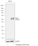 XBP1 Monoclonal Antibody (1C4)