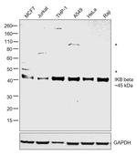 IkB beta Antibody in Western Blot (WB)