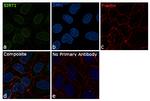 SIRT1 Monoclonal Antibody (1F3)