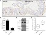 E-cadherin Antibody in Western Blot (WB)
