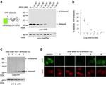 GAPDH Loading Control Antibody in Western Blot (WB)