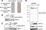 GAPDH Loading Control Antibody in Western Blot (WB)