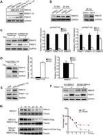 GAPDH Loading Control Antibody in Western Blot (WB)