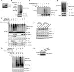 GAPDH Loading Control Antibody in Western Blot (WB)